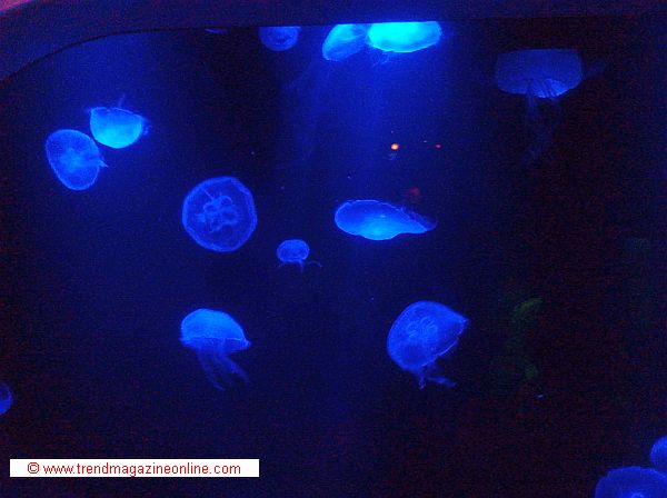 Sea Life Aquarium Jelly Fish You Tube Video!